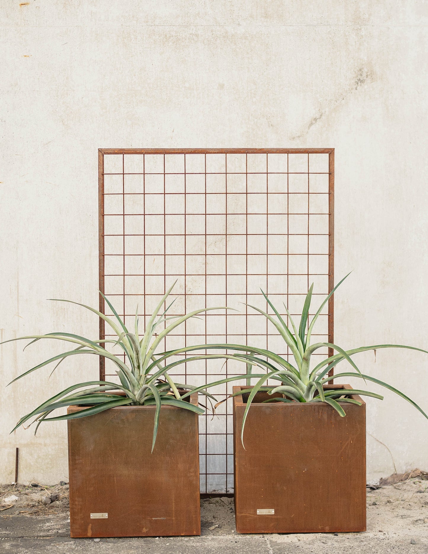 Trellis By Tanz