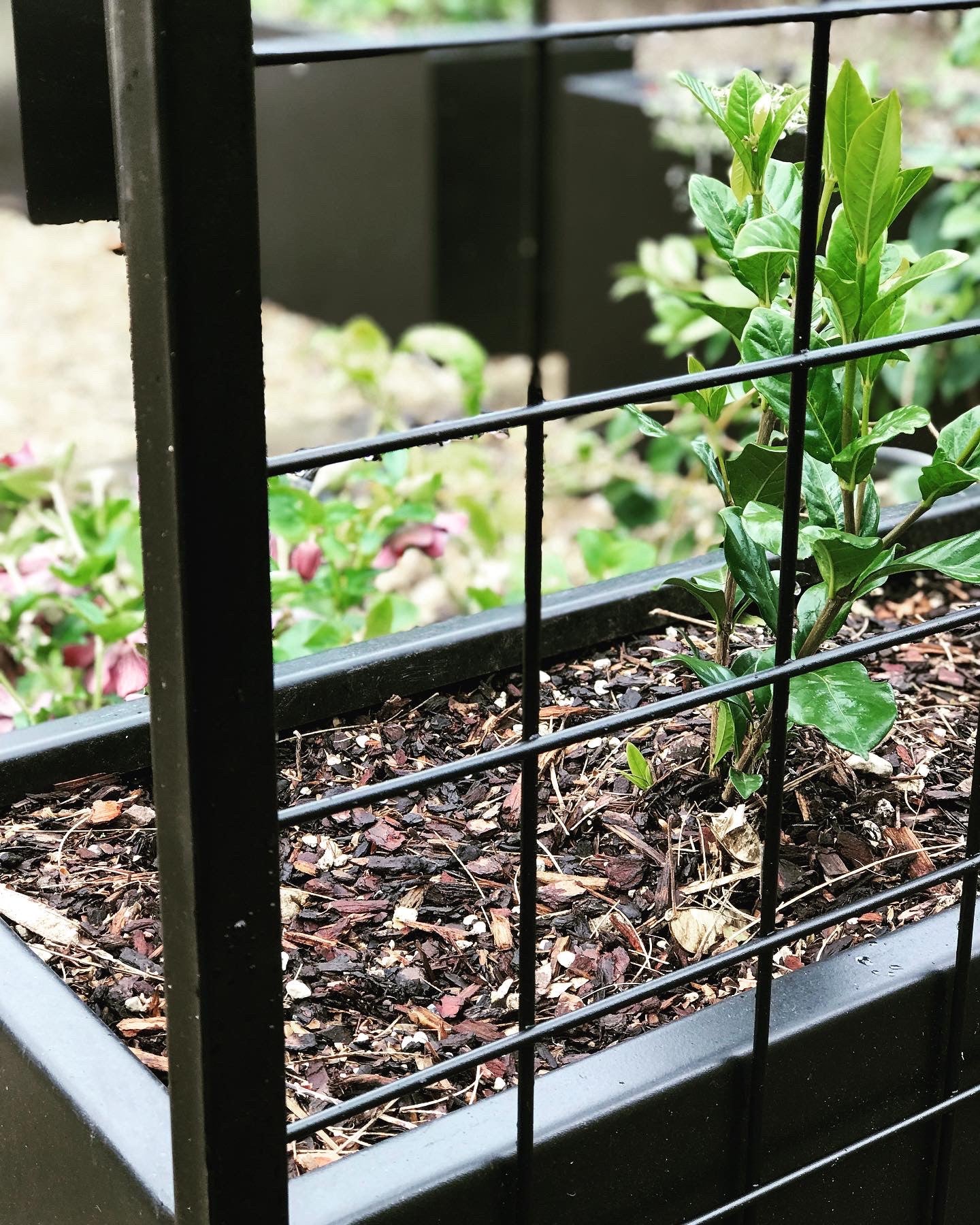 Trellis By Tanz