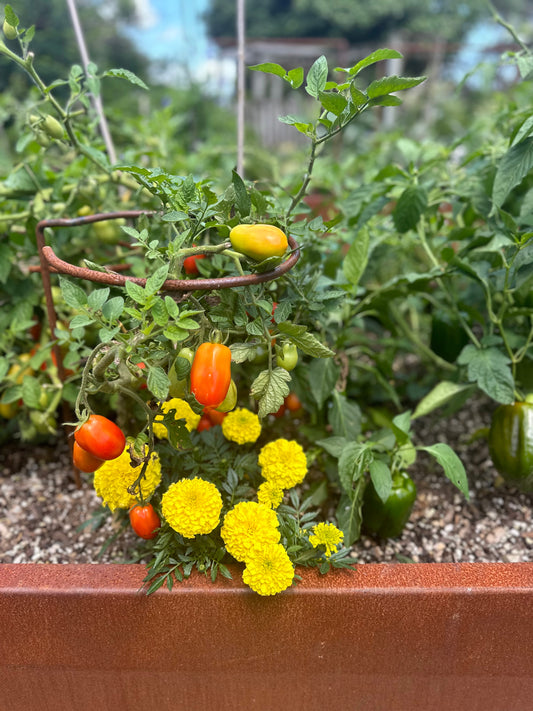 Hoop Plant Support