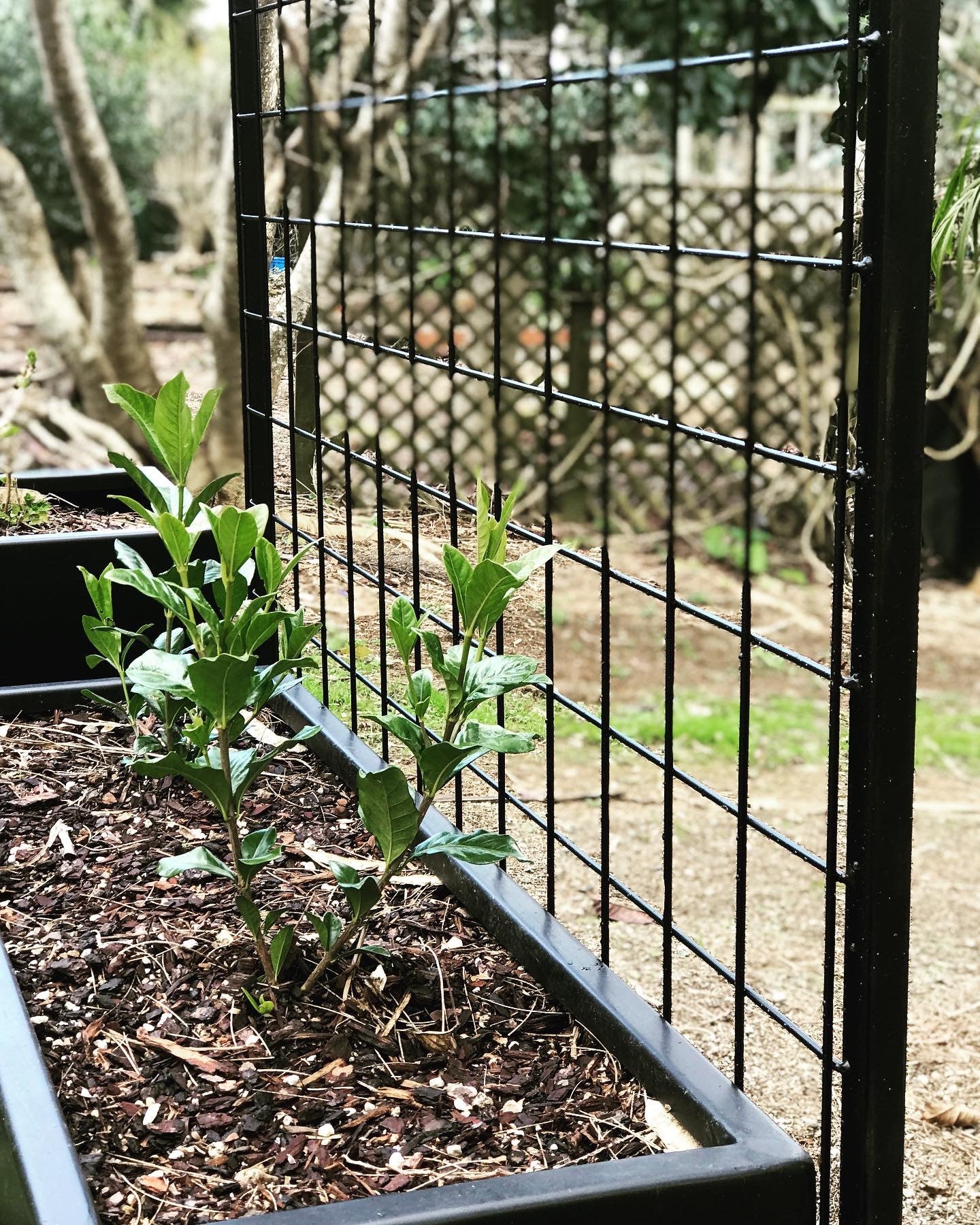 Trellis By Tanz