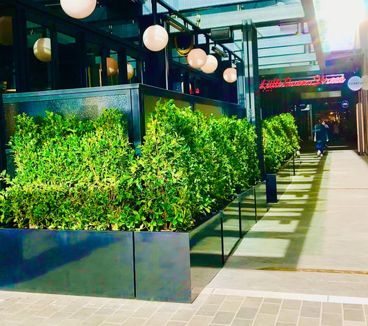 A phenomenal, and instant, designer solution created with our steel planters and Living Wall Hedges.