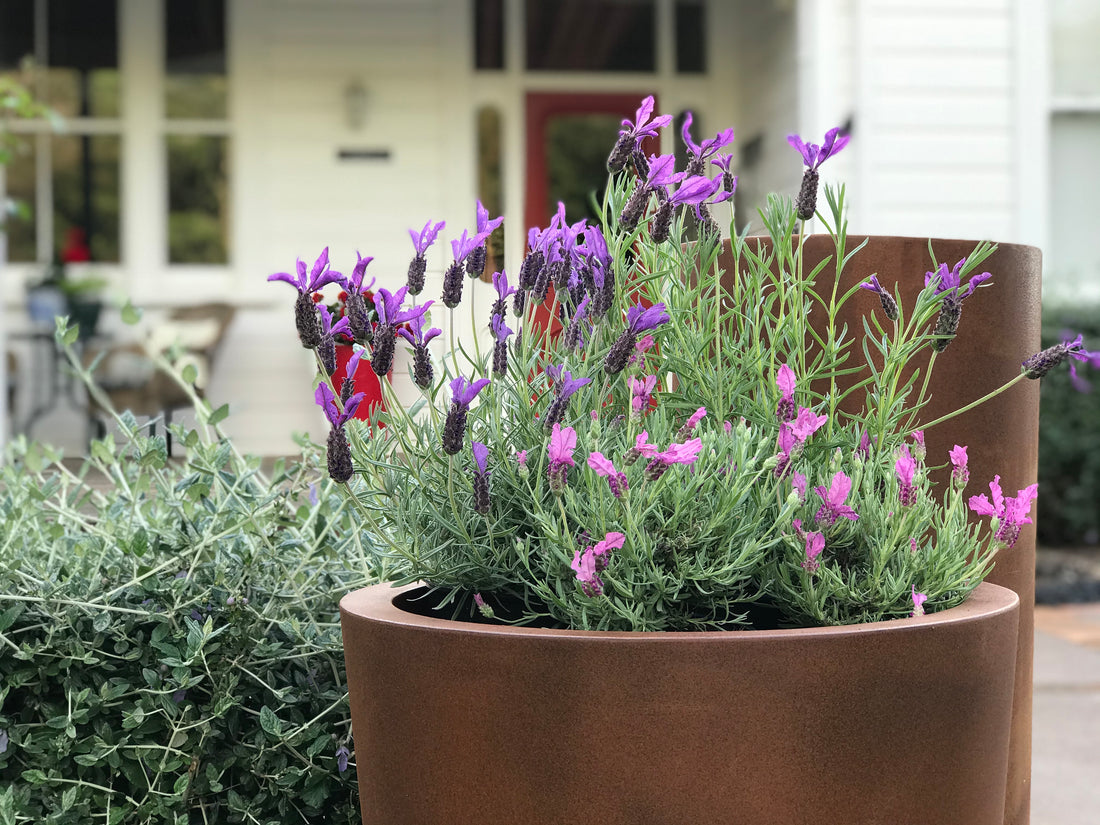 When to plant out planter boxes? Now, is perfect!