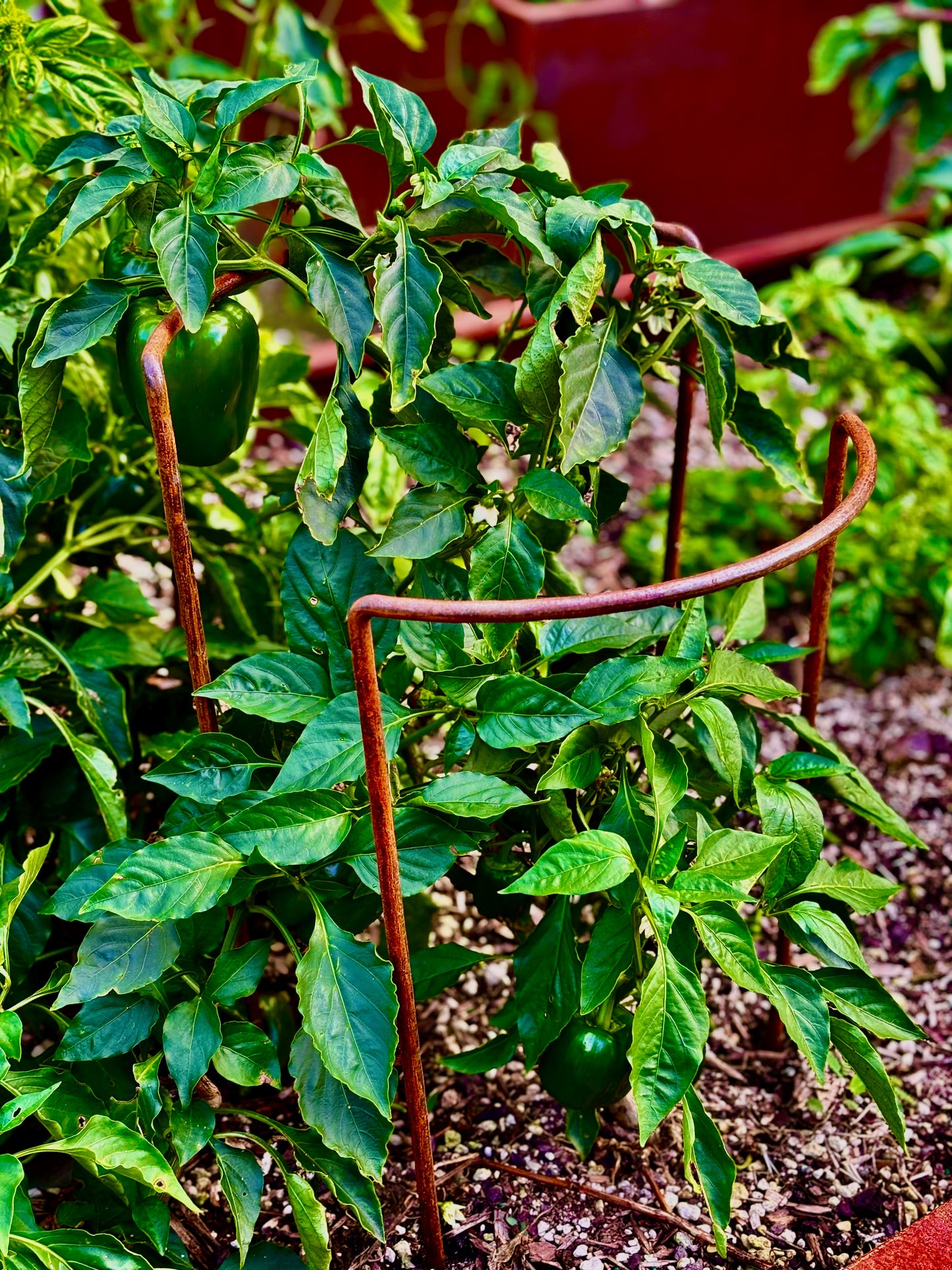 A corten arc plant support structure in a garden, supporting plants and providing a rustic appearance.